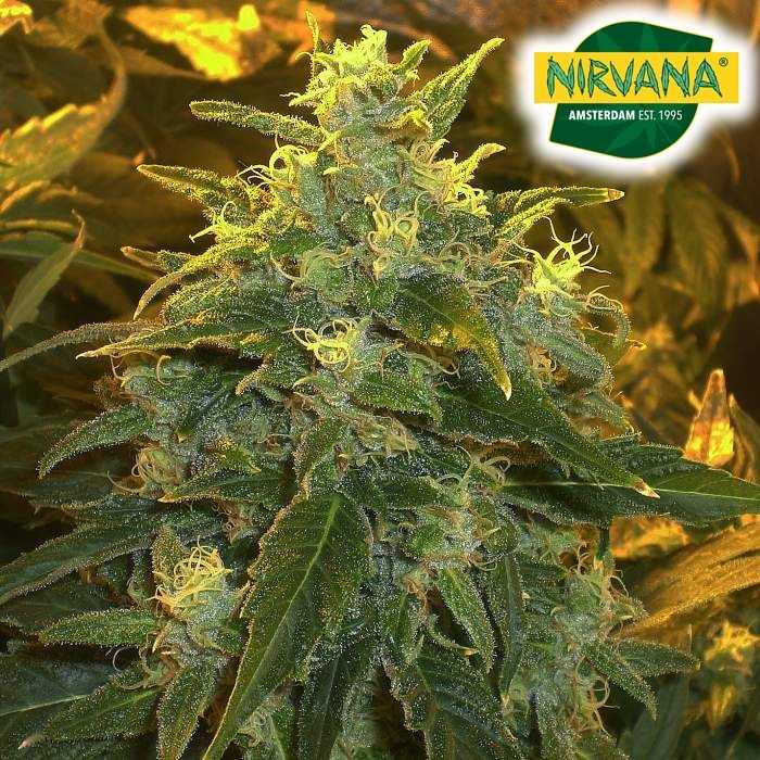 NORTHERN LIGHTS FEMINIZED (Pack Of 5 Seeds)