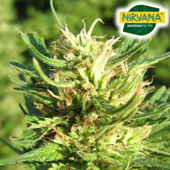 Super Skunk Feminized Cannabis Seeds In South Africa | MJ Seeds SA