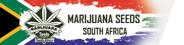Marijuana Seeds SA